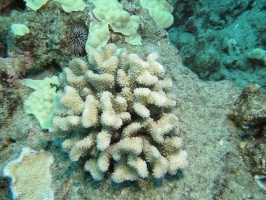 45  Rose Coral (Cauliflower Coral) IMG 2549